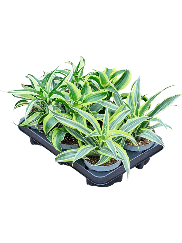 Dracaena mix — 25 cm, assortiment de 6 plantes, composition indicative, pots de 12/10 cm, fond blanc