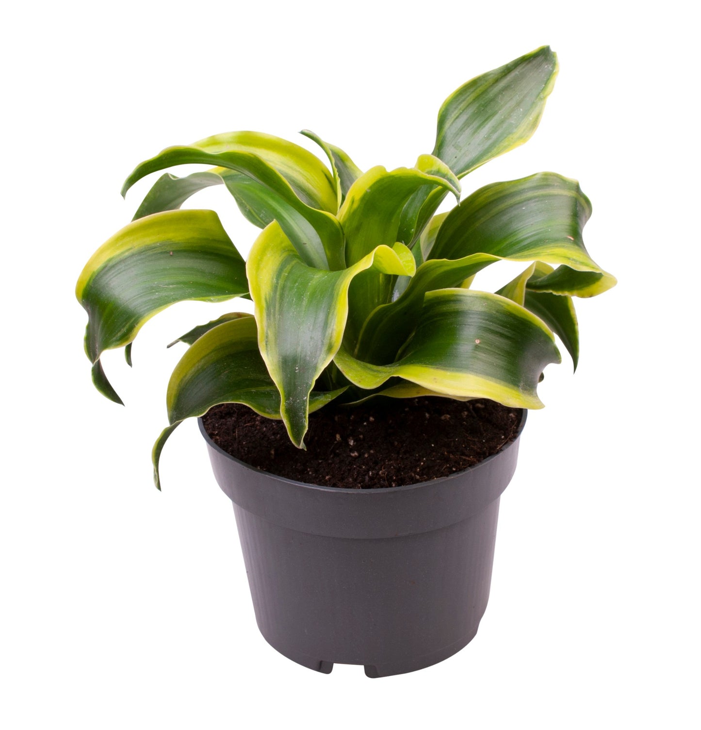 Dracaena fragrans 'Tornado' de 24 cm — vue d’une plante du lot de 6, pot de 12/10 cm, fond blanc