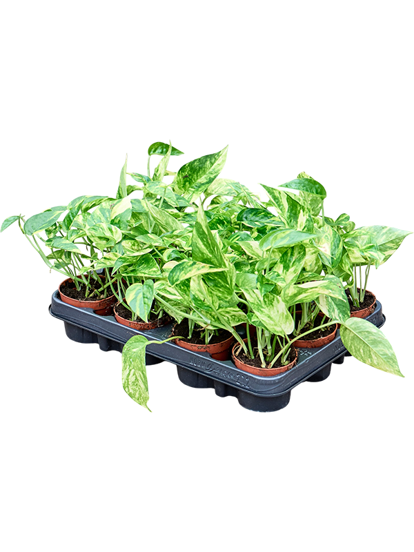 
                  
                    Scindapsus (Epipremnum) 'Golden Star' en pot de culture, photographie fournisseur représentative du lot de 12 plantes, hauteur commerciale 20 cm
                  
                