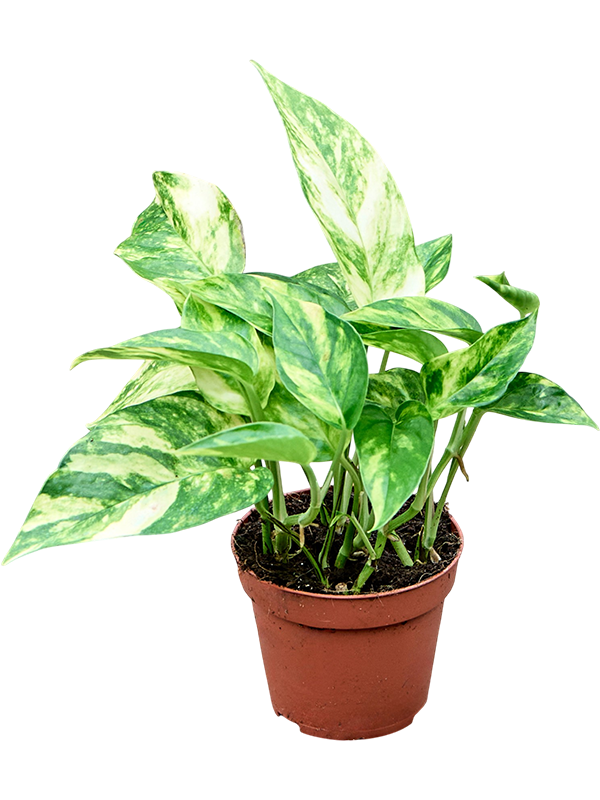 
                  
                    Scindapsus (Epipremnum) 'Golden Star', vue 2 du format commercial de 20 cm, vendu par lot de 12 plantes
                  
                