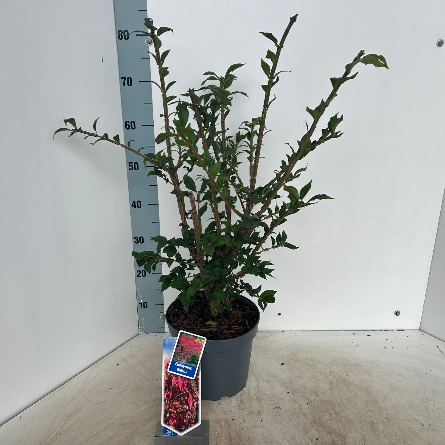 
                  
                    Euonymus alatus, sujet en pot de culture de 23 cm, format 75 cm — référence F00015458 proposée par lot de 17 plantes
                  
                