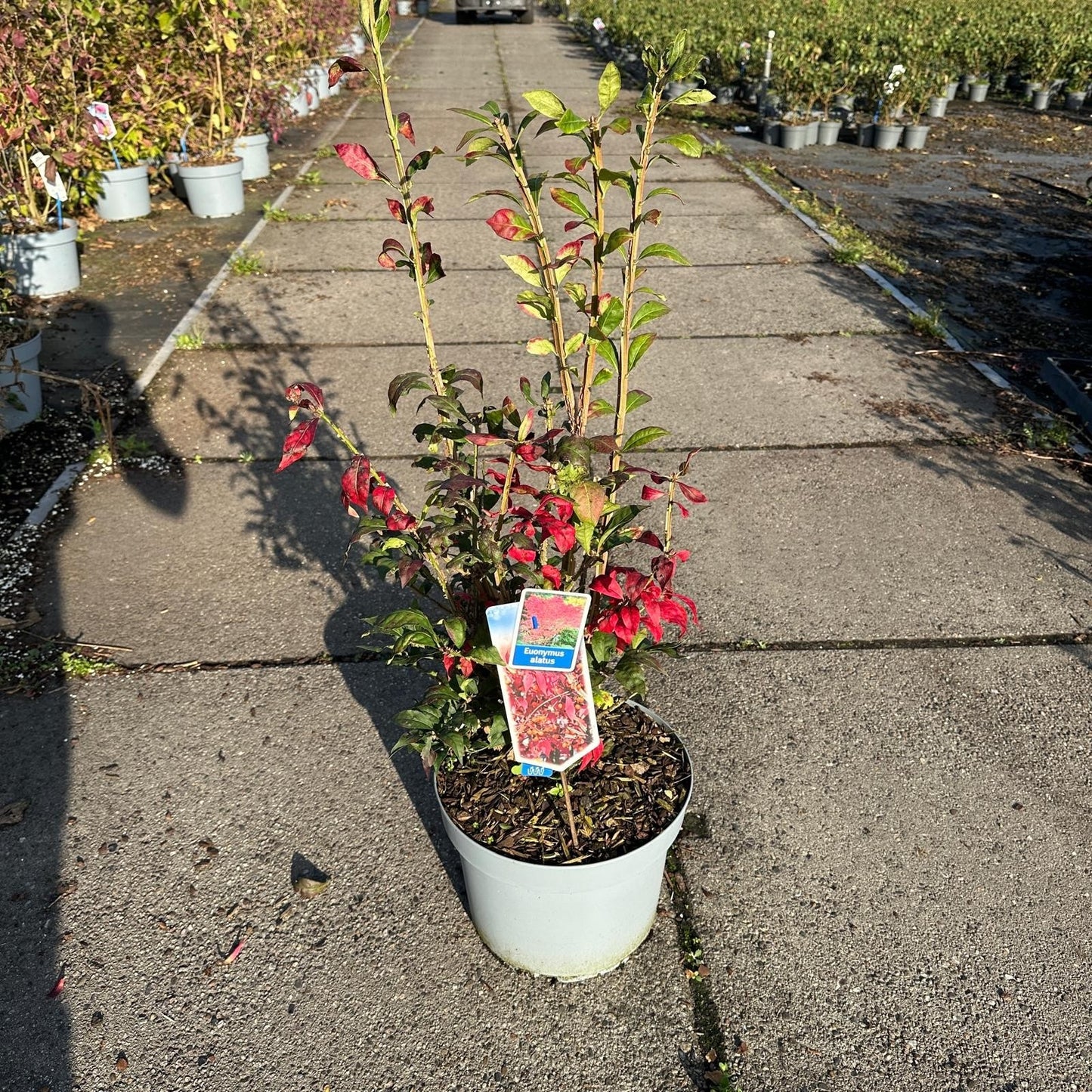 
                  
                    Euonymus alatus, sujet en pot de culture de 29 cm, format 100 cm — référence F00015459 proposée par lot de 10 plantes
                  
                