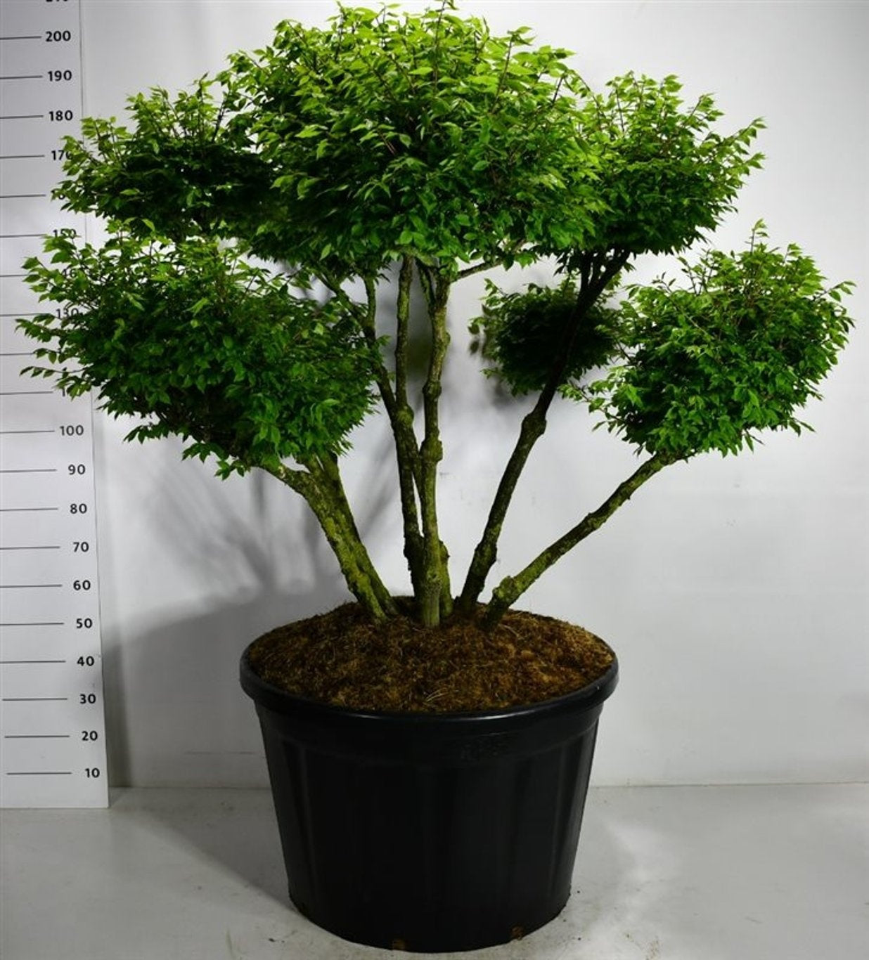 
                  
                    Fusain Euonymus alatus Compactus en bonsaï de jardin, plusieurs branches portant des plateaux de feuillage vert, format 190 cm
                  
                