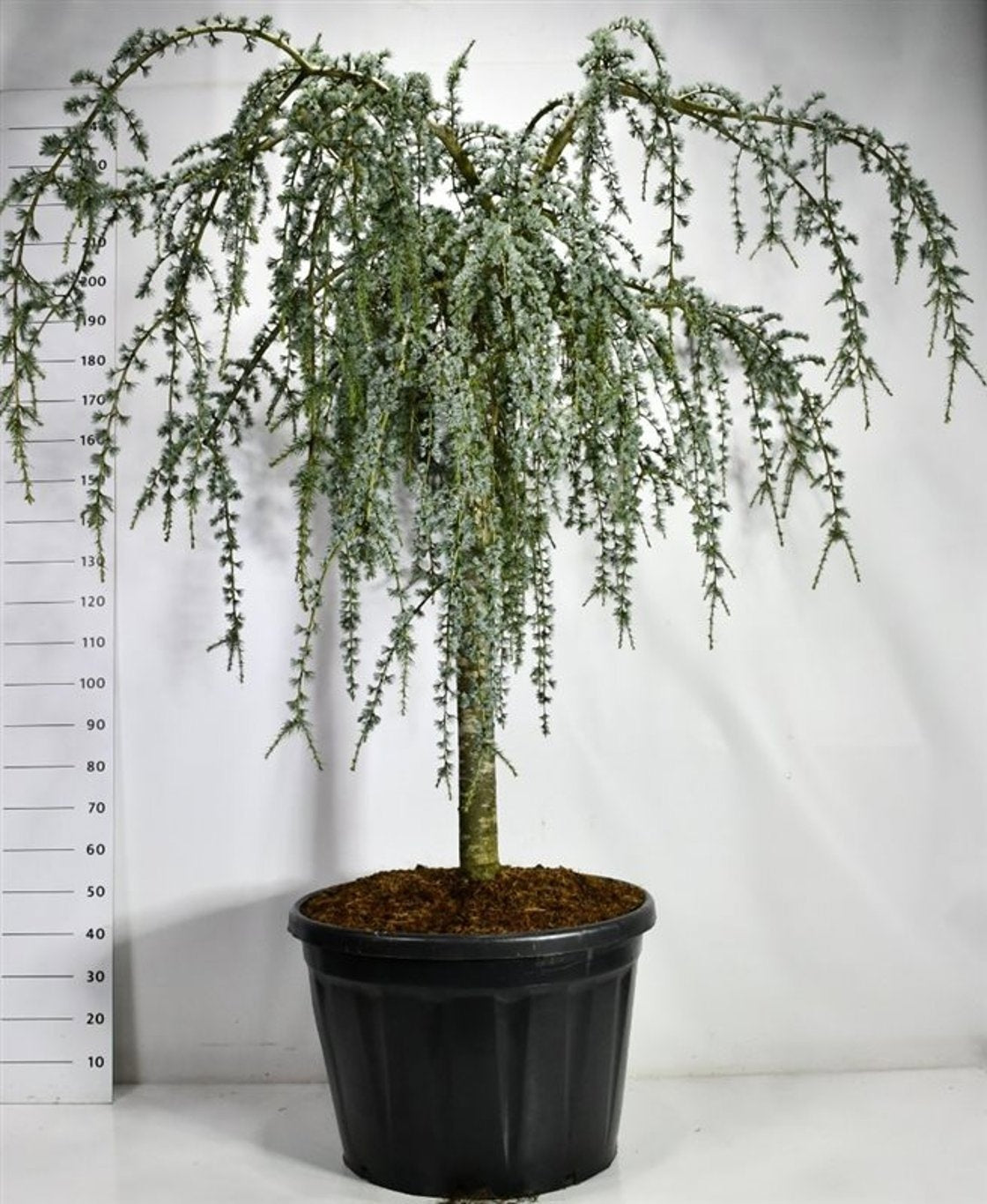 
                  
                    Cèdre bleu pleureur ‘Glauca Pendula’ sur tige, hauteur 240 cm, pot de 80 cm
                  
                