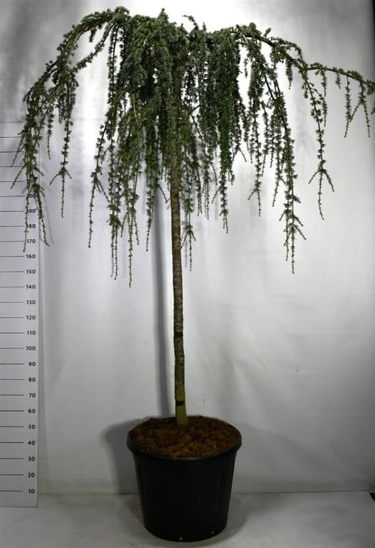 
                  
                    Cèdre bleu pleureur ‘Glauca Pendula’ sur tige, hauteur 270 cm, pot de 65 cm
                  
                