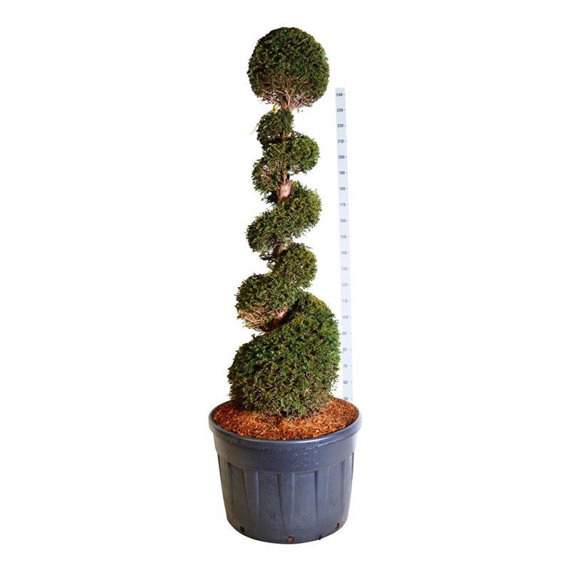 
                  
                    Taxus baccata taillé en spirale, hauteur 230 cm, pot de 85 cm
                  
                