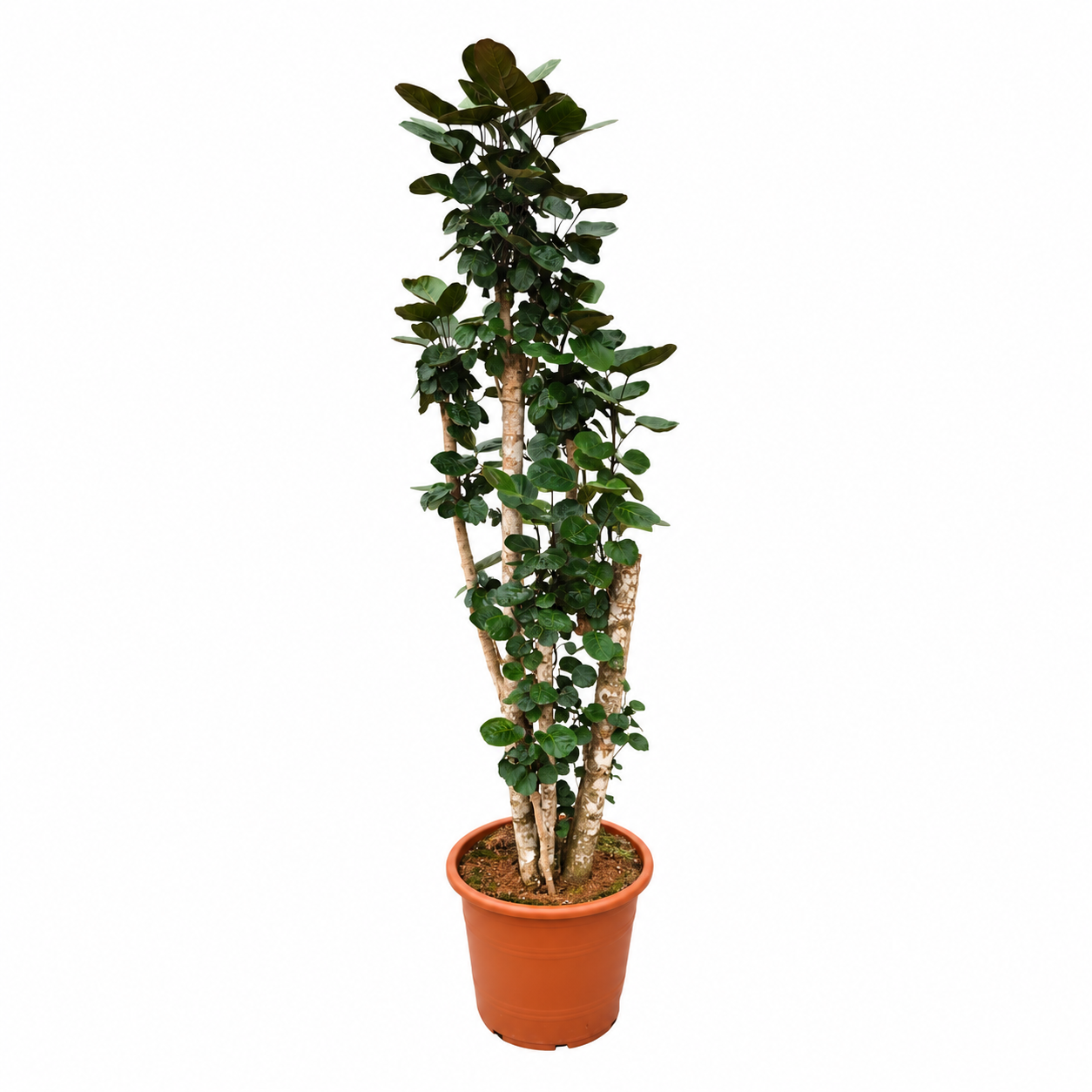 
                  
                    Polyscias Fabian ramifié de 230 cm, tiges ligneuses et feuilles arrondies vert foncé, pot de culture de 50 cm — fond blanc
                  
                