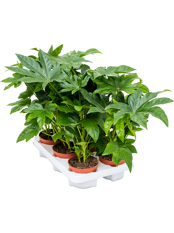 Fatsia japonica — lot de 6 plantes de 35 cm en pots de 12/10 cm