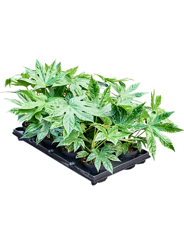 Fatsia 'Spider Web' — 30 cm, lot de 8 plantes en pots de 12/10 cm, fond blanc