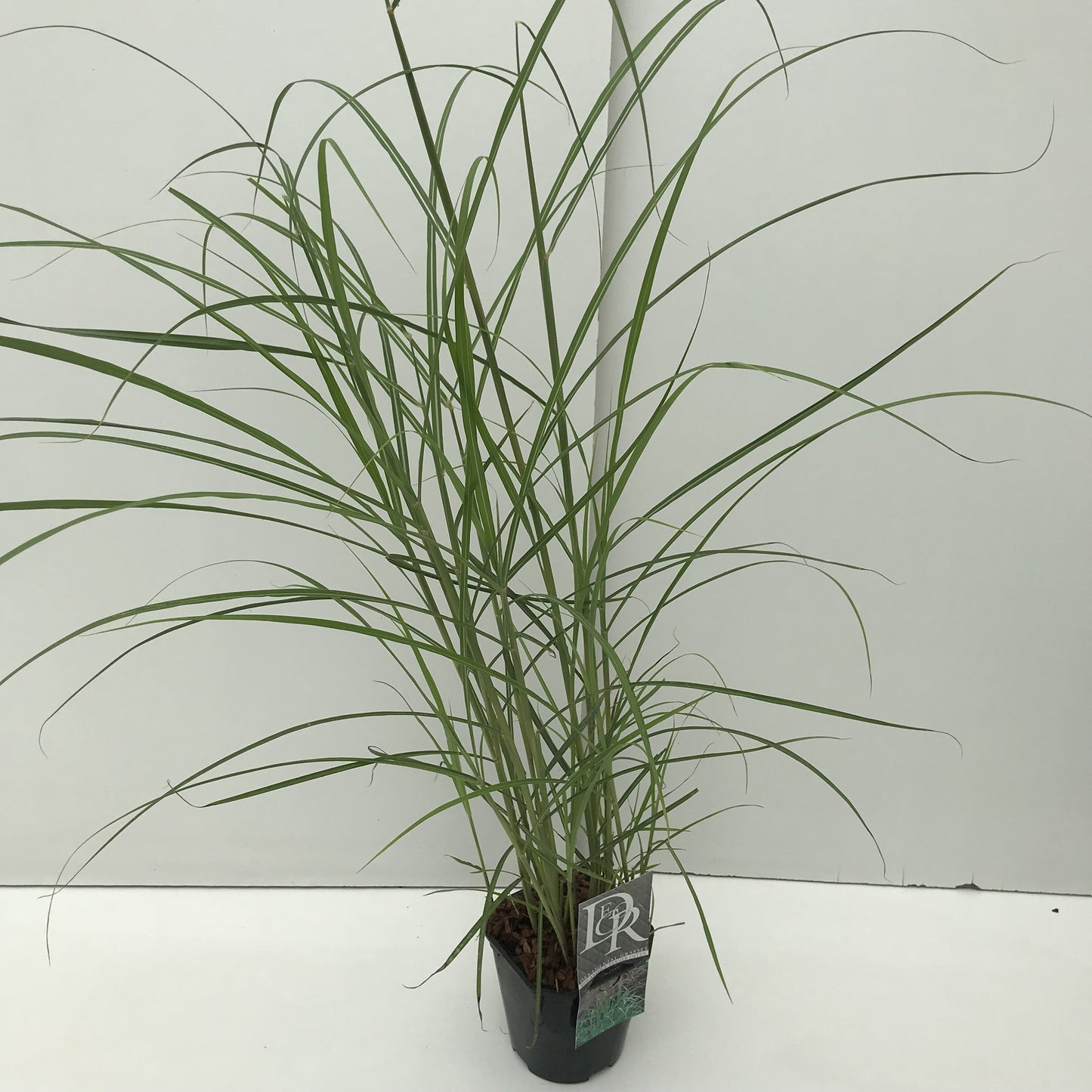 Miscanthus Ferner Osten, format 30 cm en pot de 17 cm, photo fournisseur d’une plante vendue par lot de 6