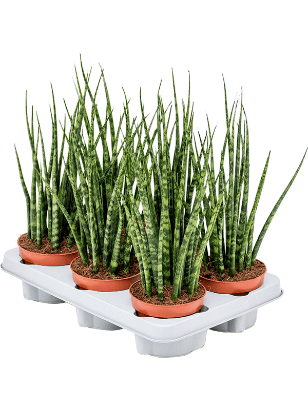 
                  
                    Sansevieria cylindrica 'Fernwood Mikado' de 40 cm, vue du plateau de 6 plantes en pots 12/9 cm
                  
                