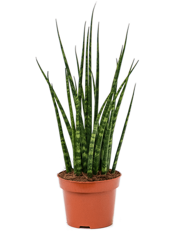 
                  
                    Sansevieria cylindrica 'Fernwood Mikado' de 40 cm, détail d'une plante du lot de 6
                  
                