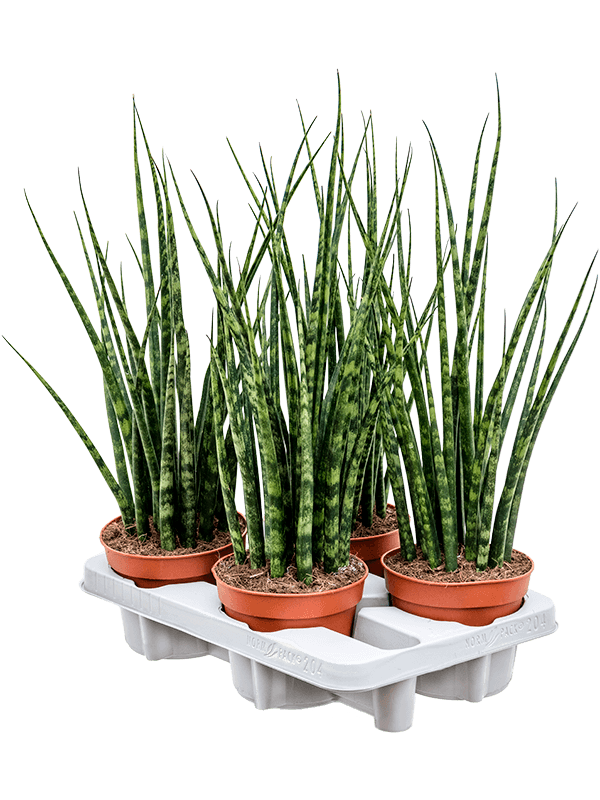 
                  
                    Sansevieria cylindrica 'Fernwood Mikado' de 50 cm, vue du plateau de 4 plantes en pots 14/11 cm
                  
                