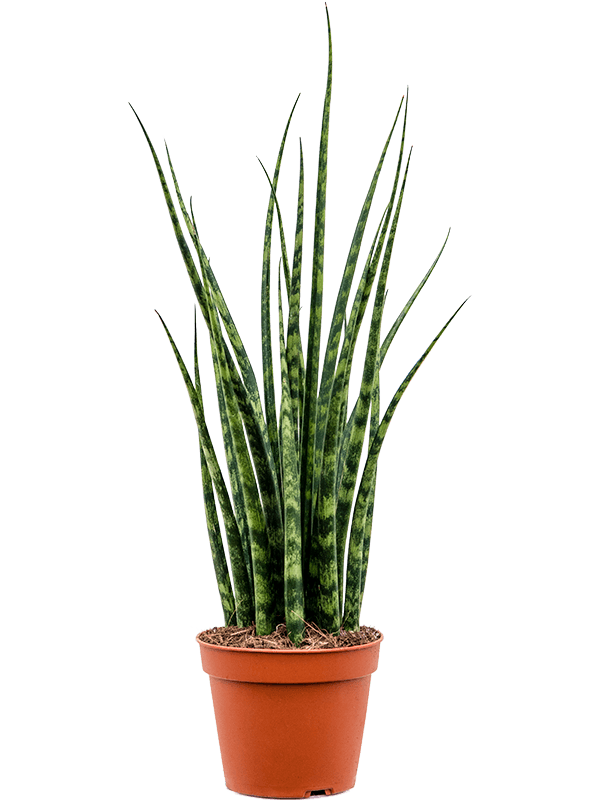 
                  
                    Sansevieria cylindrica 'Fernwood Mikado' de 50 cm, détail d'une plante du lot de 4
                  
                