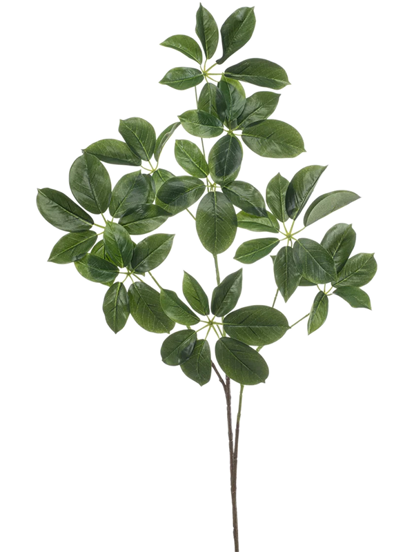 
                  
                    Feuillage Schefflera artificiel vert sur fond blanc — 8EE433562
                  
                