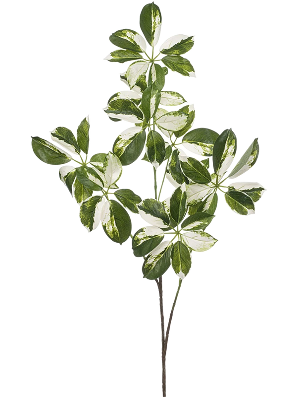 
                  
                    Feuillage Schefflera artificiel vert et blanc sur fond blanc — 8EE433563
                  
                