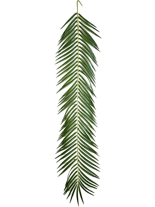 
                  
                    Palme Phoenix artificielle verte à folioles fines — 126 cm, modèle 8FW5920L
                  
                