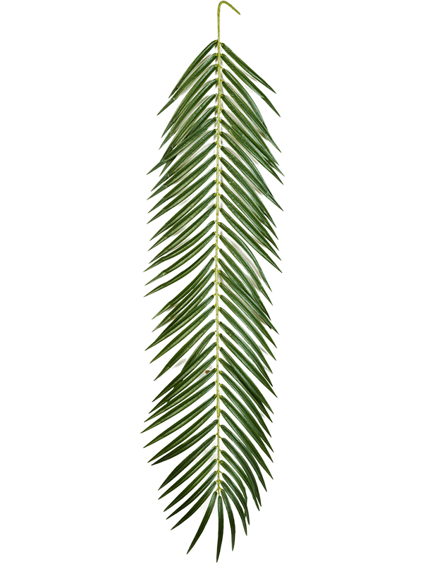
                  
                    Palme Phoenix artificielle verte à folioles fines — 107 cm, modèle 8FW5920M
                  
                