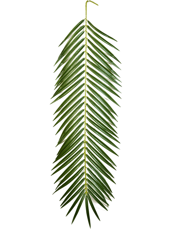 
                  
                    Palme Phoenix artificielle verte à folioles fines — 88 cm, modèle 8FW5920S
                  
                