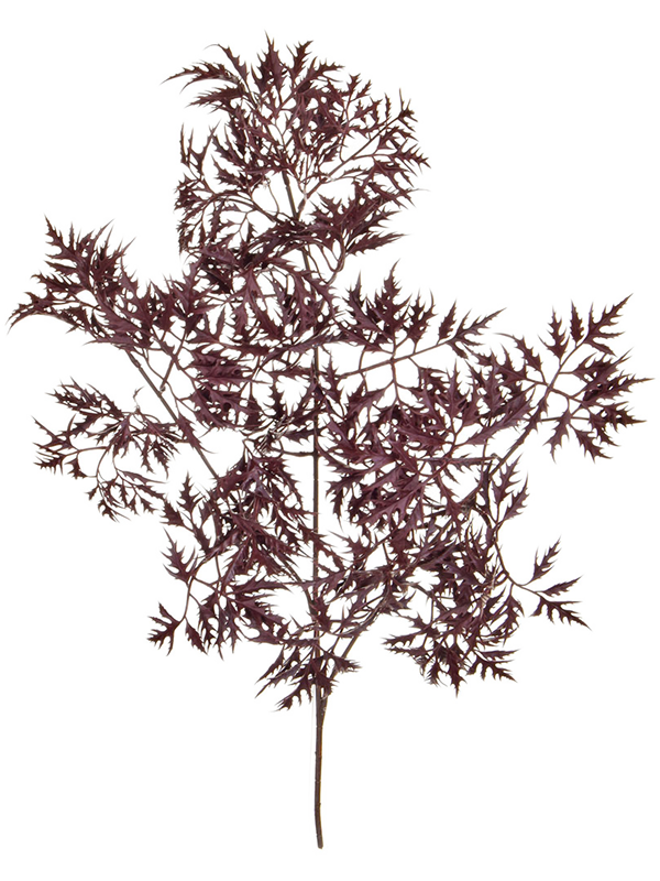 
                  
                    Feuillage Ming Aralia artificiel bordeaux sur fond blanc — 8TRLC1613
                  
                