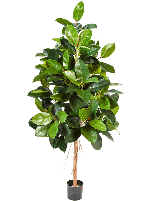 
                  
                    Ficus elastica artificiel 180 cm, vert, référence 8FIELRS10
                  
                