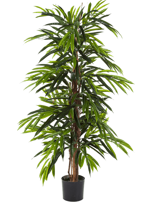 
                  
                    Ficus longifolia élancé artificiel 150 cm, vert, référence 8LODLRS20
                  
                