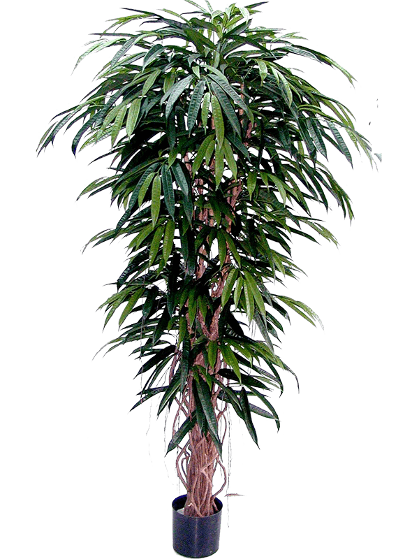 
                  
                    Ficus longifolia élancé artificiel 180 cm, vert, référence 8LODLTU20
                  
                