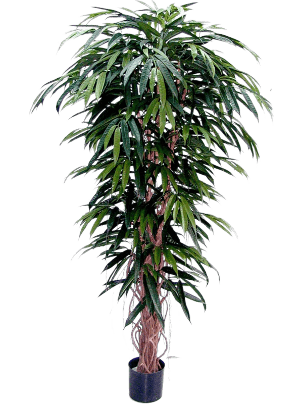 
                  
                    Ficus longifolia élancé artificiel 210 cm, vert, référence 8LODLTU30
                  
                