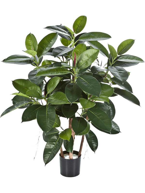 
                  
                    Ficus elastica artificiel — Hauteur : 90 cm — Pot : 13/12 cm — Vert
                  
                