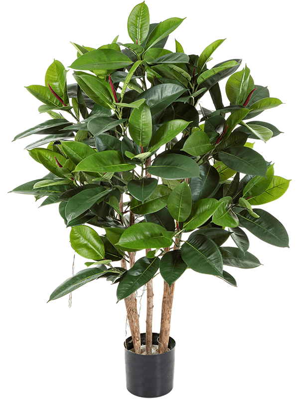 
                  
                    Ficus elastica artificiel — Hauteur : 120 cm — Pot : 17/14 cm — Vert
                  
                