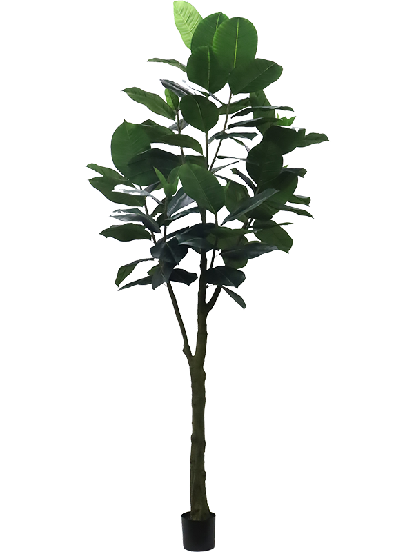 
                  
                    Ficus elastica artificiel 300 cm, feuillage vert, référence 8EE433405
                  
                