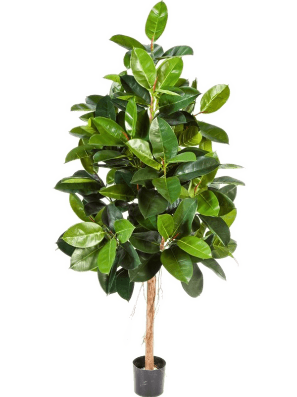 
                  
                    Ficus elastica artificiel 140 cm, feuillage vert, référence 8FW33405N
                  
                