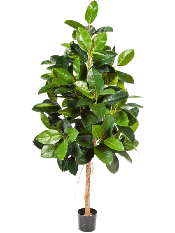 
                  
                    Ficus elastica artificiel 210 cm, feuillage vert, référence 8FW33407N
                  
                