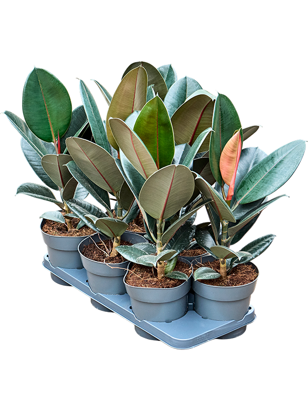 Ficus elastica 'Abidjan' — lot de 6 plantes de 55 cm en pots de culture, hors hydro