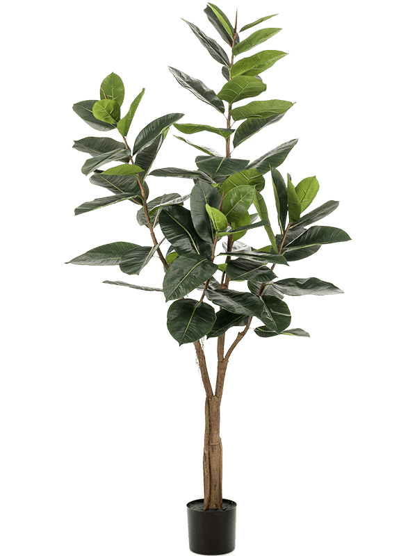 
                  
                    Ficus elastica artificiel Emerald — Hauteur : 180 cm — Largeur : 75 cm — Vert
                  
                