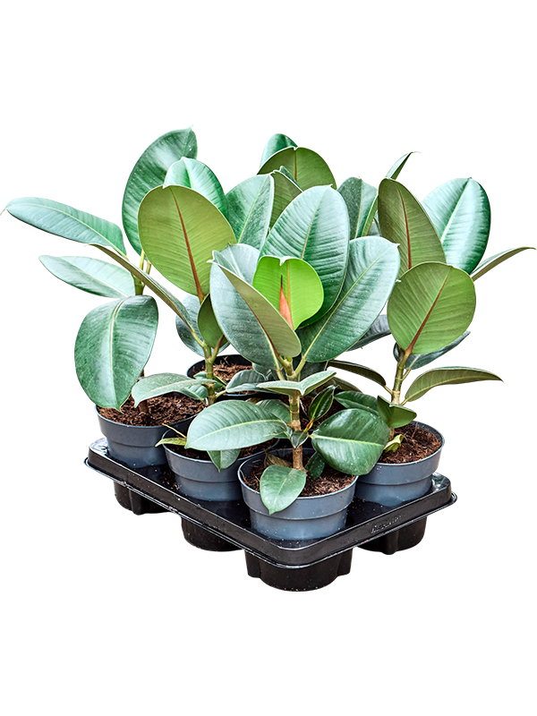 
                  
                    Ficus elastica 'Robusta' — lot de 6 plantes de 45 cm en pots de culture, hors hydro
                  
                