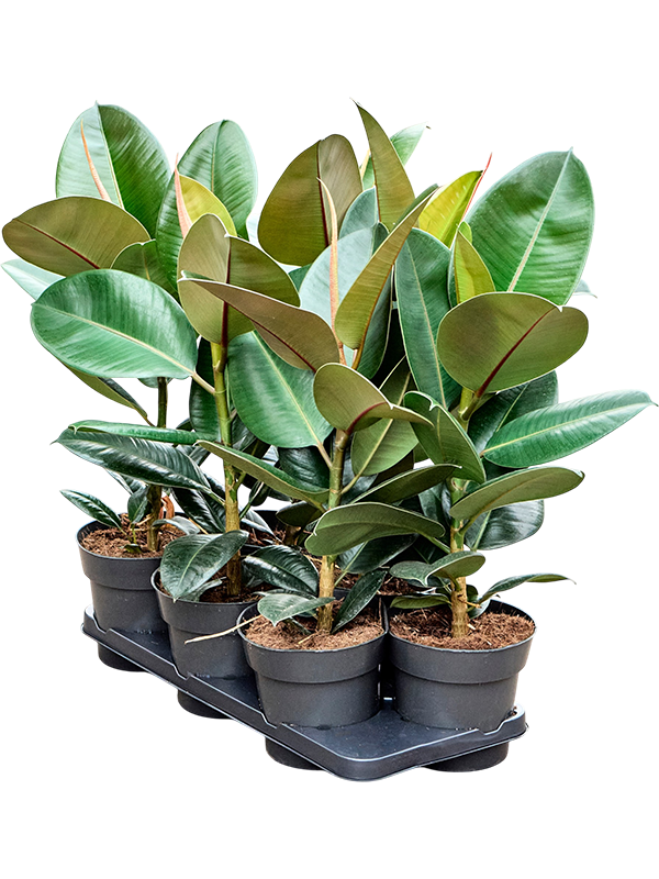 
                  
                    Ficus elastica 'Robusta' — lot de 6 plantes de 55 cm en pots de culture, hors hydro
                  
                