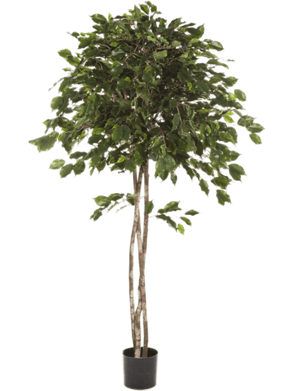 
                  
                    Ficus Exotica Ballon artificiel 150 cm, feuillage vert, référence 8FW32605N
                  
                
