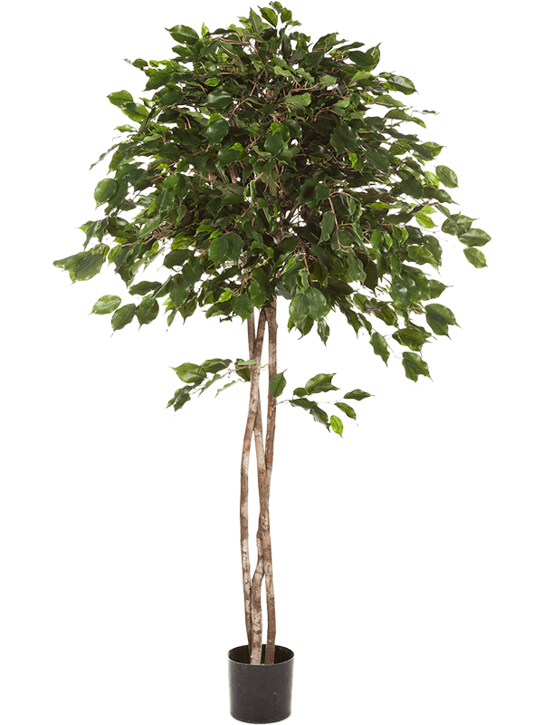 
                  
                    Ficus Exotica Ballon artificiel 180 cm, feuillage vert, référence 8FW32606N
                  
                