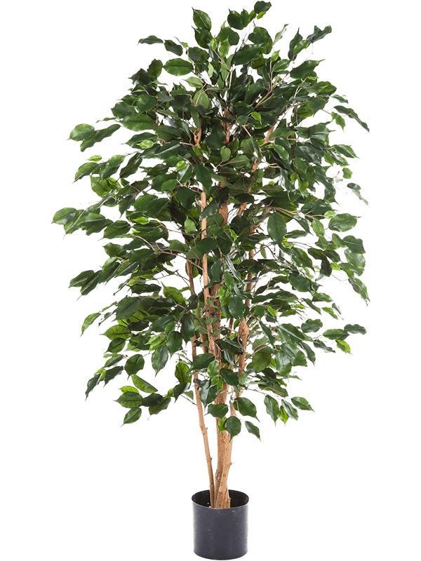 
                  
                    Ficus Exotica artificiel buisson — Hauteur : 150 cm — Pot : 17/15 cm — Vert
                  
                