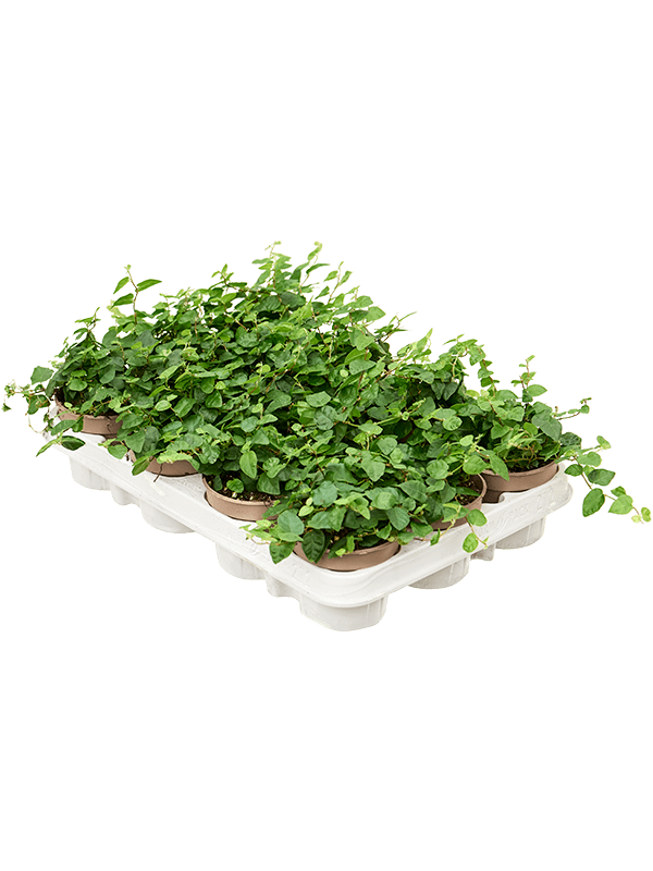 
                  
                    Ficus pumila 'Green Sunny' — plantes de 15 cm en pots de 9/7 cm, lot de 12
                  
                