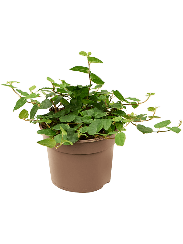 
                  
                    Ficus pumila 'Green Sunny' — plantes de 15 cm en pots de 9/7 cm, lot de 12
                  
                