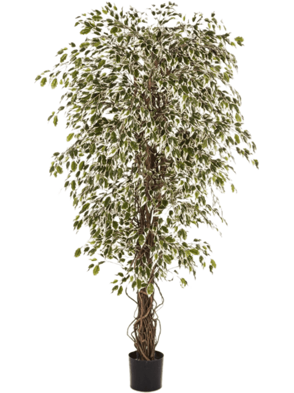 
                  
                    Ficus Hawaiian Liana artificiel panaché, 90 cm, vert et crème, référence 8FW30903NW
                  
                