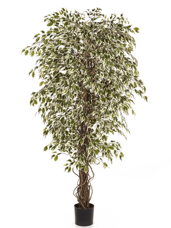 
                  
                    Ficus Hawaiian Liana artificiel panaché 150 cm, feuillage vert et crème sur fond blanc
                  
                