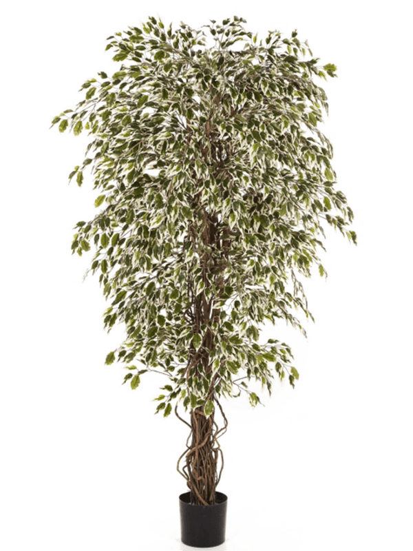 
                  
                    Ficus Hawaiian Liana artificiel panaché, 210 cm, vert et crème, référence 8FW30907NW
                  
                