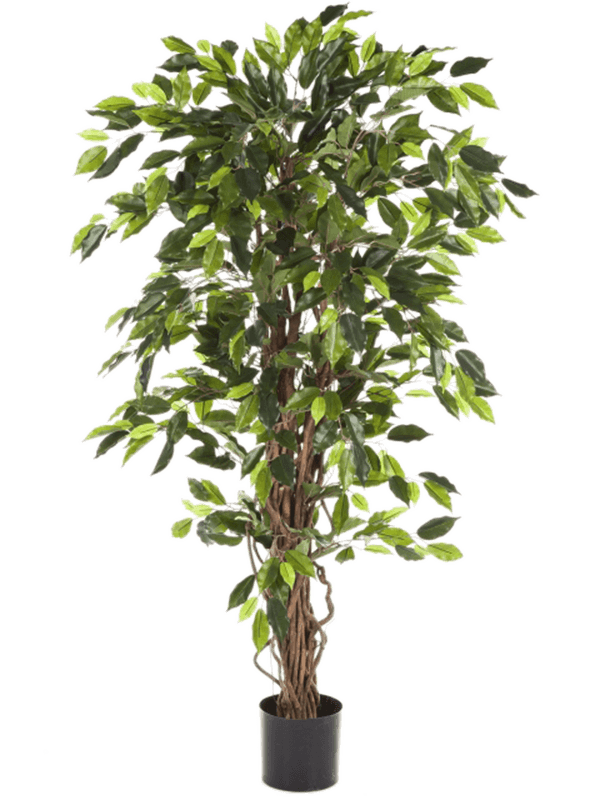 
                  
                    Ficus Liana artificiel élancé 150 cm, feuillage vert, pot de maintien, référence 8FW30505N
                  
                