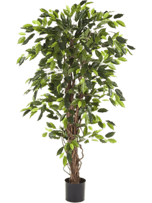 
                  
                    Ficus Liana artificiel élancé 180 cm, feuillage vert, pot de maintien, référence 8FW30506N
                  
                