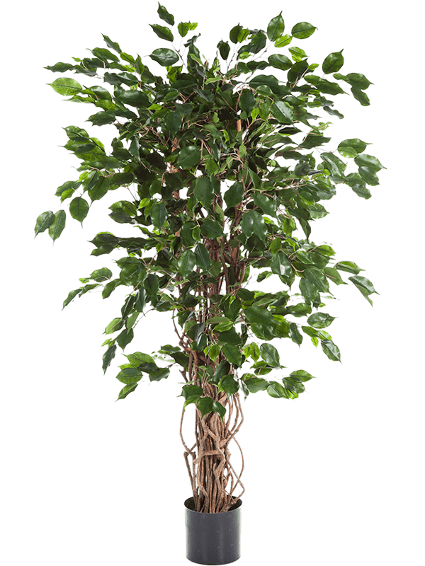 
                  
                    Ficus Liana Exotica artificiel 150 cm, feuillage vert, référence 8FW30605N
                  
                