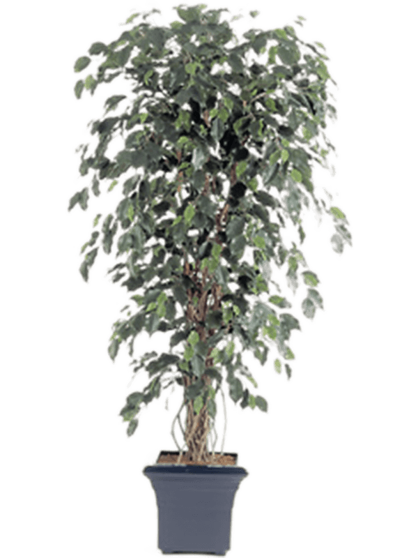 
                  
                    Ficus Liana Exotica artificiel 180 cm, référence 8FW30606N ; cache-pot décoratif de présentation non inclus
                  
                
