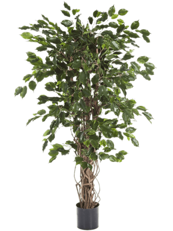 
                  
                    Ficus Liana Exotica artificiel 210 cm, feuillage vert, référence 8FW30607N
                  
                